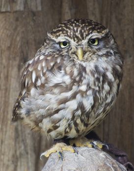 Little owl - Athene noctua, Poland.