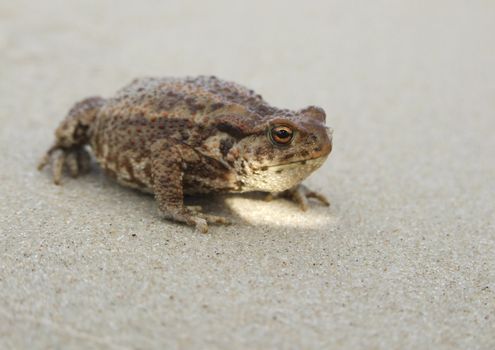 Big brown toad sitting on sand.