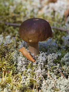 A little mushroom growing among moss in pine forest near town Vologda