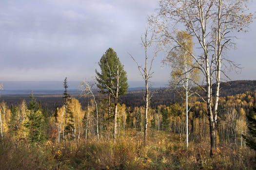 Taiga, wild autumn wood in Western Siberia