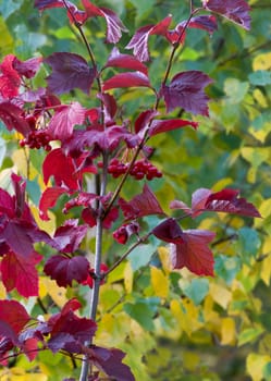 Branch of a snowball with red leaves on a green background