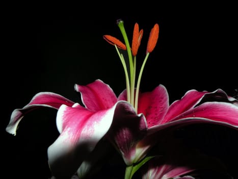 a hot pink colored lily facing up