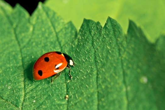 A closeup shot of a red ladybird on a thorny leaf