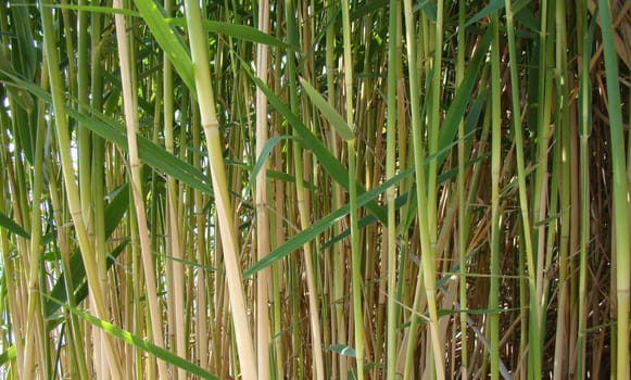 detail and has green stalks of dry reeds