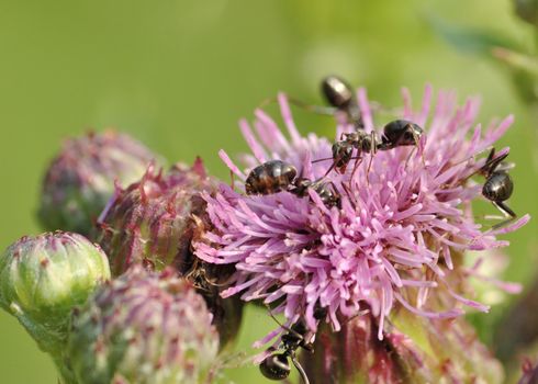 A group of ants on a thistle blossom.