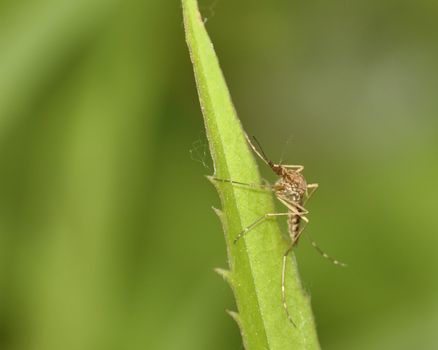 A Mosquito perched on a plant leaf.