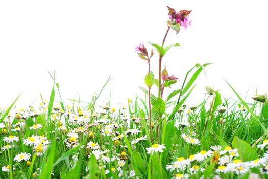 Flowers on a field against an isolated background