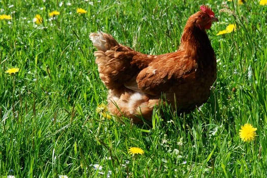 Hen outside in the meadow at spring