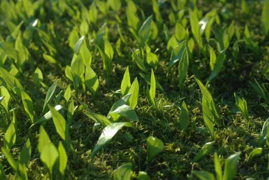 bear's garlic at his young stage in spring