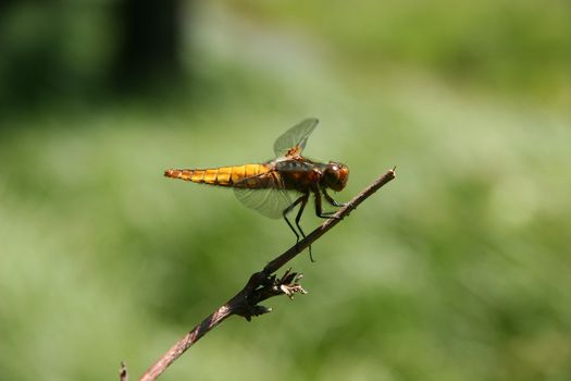 Broad-bodied Chaser (Libellula depressa) on a branch