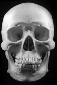 Human skull - bone head dead teeth spooky scary pirate isolated evil