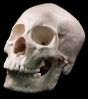 Human skull - bone head dead teeth spooky scary pirate isolated evil