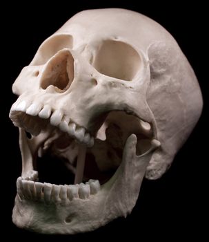 Human skull - bone head dead teeth spooky scary pirate isolated evil