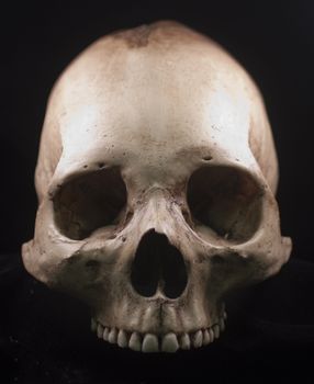 Human skull - bone head dead teeth spooky scary pirate isolated evil