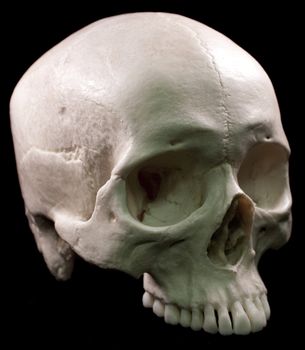 Human skull - bone head dead teeth spooky scary pirate isolated evil