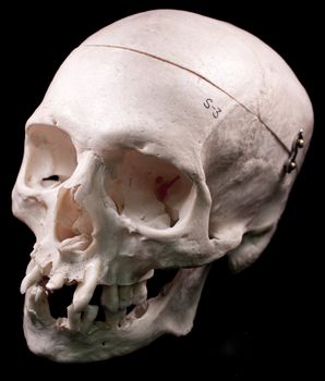 Human skull - bone head dead teeth spooky scary pirate isolated evil