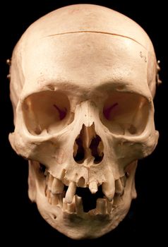 Human skull - bone head dead teeth spooky scary pirate isolated evil