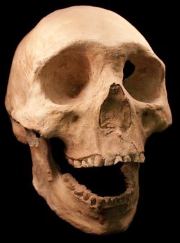 Human skull - bone head dead teeth spooky scary pirate isolated evil