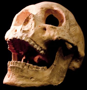 Human skull - bone head dead teeth spooky scary pirate isolated evil