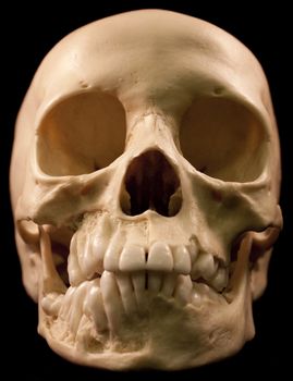 Human skull - bone head dead teeth spooky scary pirate isolated evil