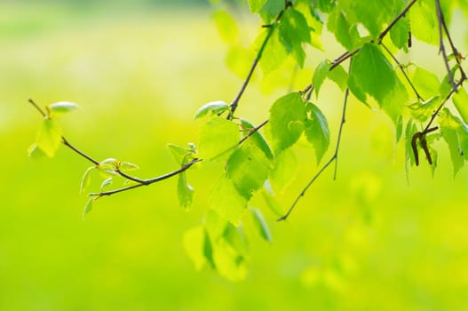 green leaves foliage at springtime outside in the nature