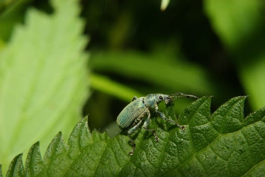 Weevil (Pachyrhinus lethierryi) on a leaf