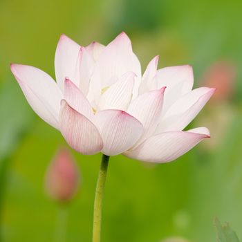 Lotus flower on green background in outdoor.