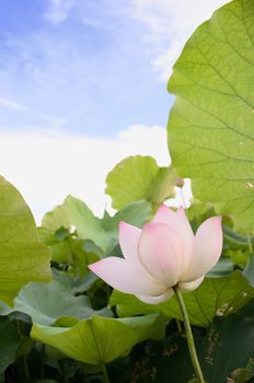 Landscape of red lotus flower in green field in outdoor.