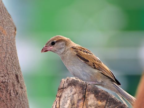 A female House Sparrow waiting on a Neem tree