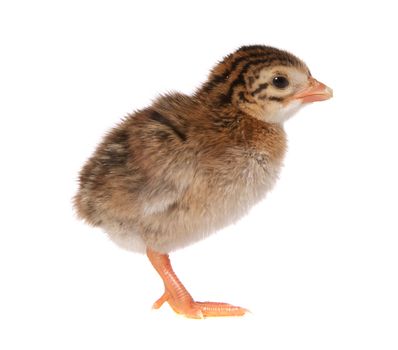 One Day Old Guinea Fowl Keet