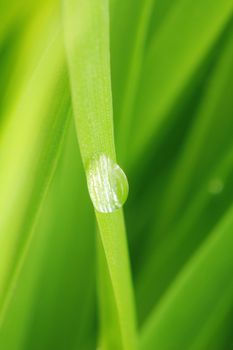 close-up of green grass, extreme shallow focus!...........