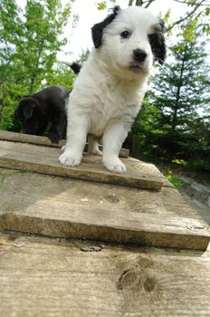 cute puppies in the meadow looking curios