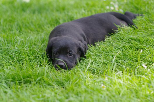 cute puppies in the meadow in spring time