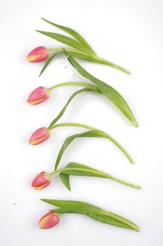 Tulips isolated on a white and background