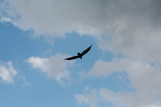 Picture of a flying eagle infront of wonderfull clouds