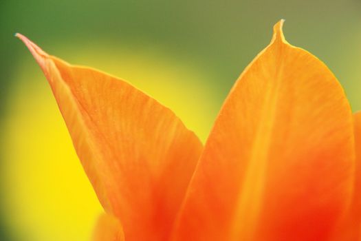 close-up of a yellow tulip......