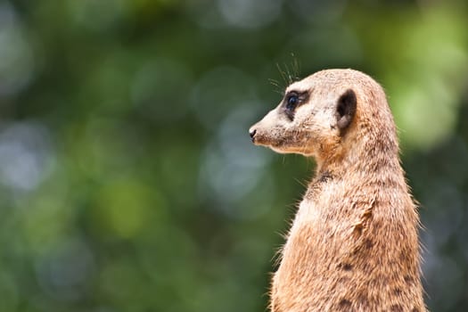 The meerkat or suricate, Suricata suricatta, is a small mammal belonging to the mongoose family.