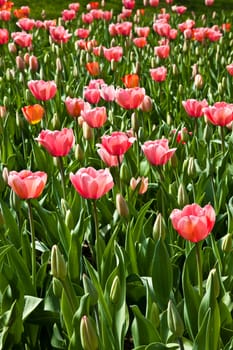 Selection of tulips filled by the sun. All flowers have turned heads to light
