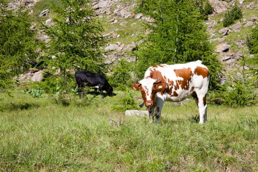 Italian cows during a sunny day close to Susa, Piedmont, Italian Alps