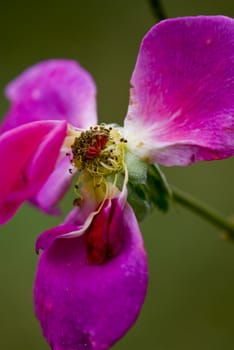 Beautiful puprple flower photographoed up close. Macro. Very colorful.