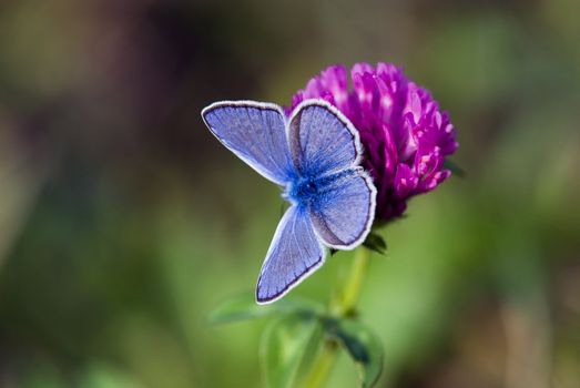 Butterfly photographed up close. Marco. Sitting on beautiful purple flower.