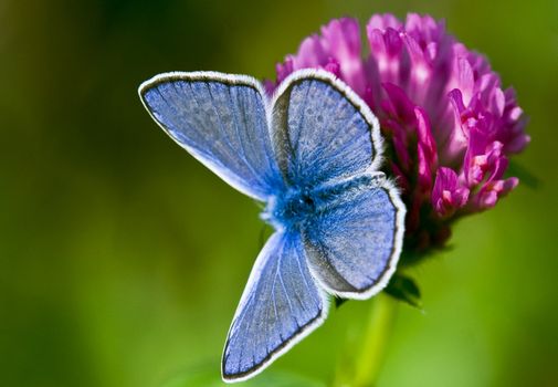 Butterfly photographed up close. Marco. Sitting on beautiful purple flower.