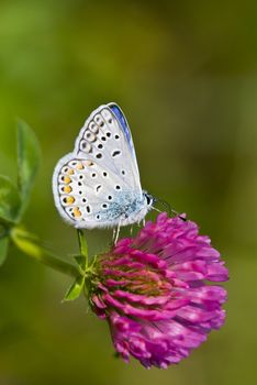 Colorful butterfly is sitting on purple flower. Photographed up close. Macro.