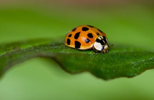 Small ladybug is relaxing on flower's leaf.