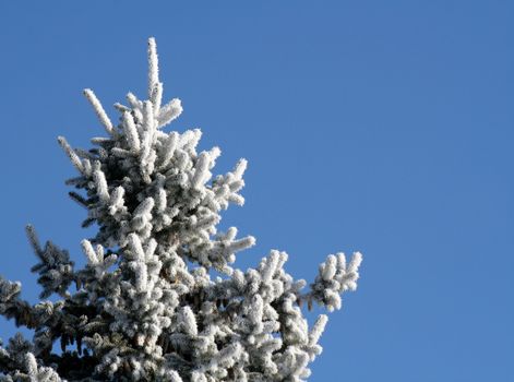 The top of a frost covered evergreen tree.