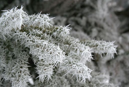 A frosted pine tree branch.