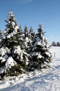 A group of snow covered evergreens shot in the countryside.