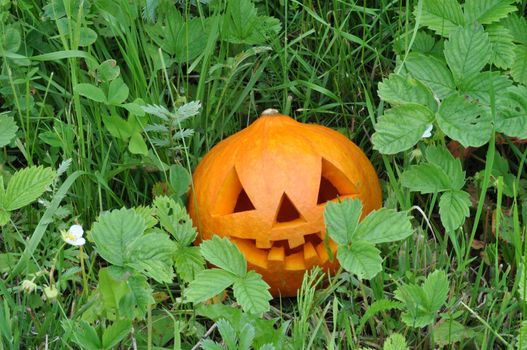 Symbol Halloween - a pumpkin О Lantern in wild strawberry thickets