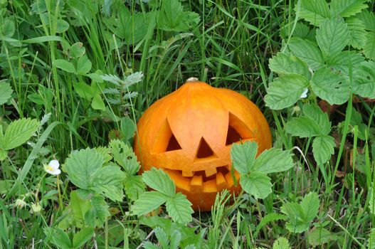 Symbol Halloween - a pumpkin О Lantern in wild strawberry thickets