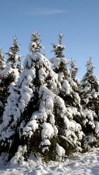 A group of snow covered evergreens.